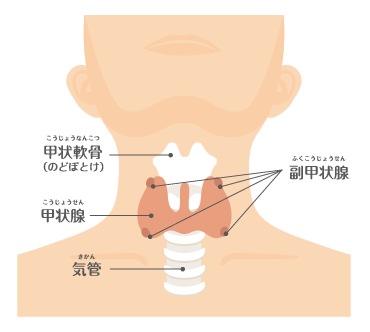 甲状腺についてのイラスト